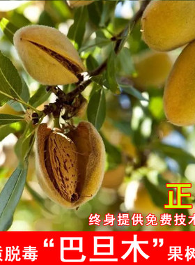 嫁接巴旦木树苗扁桃苗甜巴旦姆美国大杏仁纸皮薄壳巴达木果树果苗