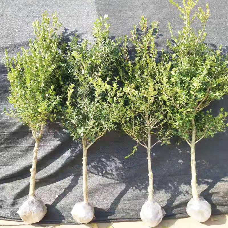 独干黄杨树小叶黄杨树苗瓜子黄杨苗绿化苗庭院别墅小区绿篱色块苗