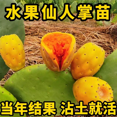 食用仙人掌果树苗盆栽水果阳台裸根不带土夏季观果植物非常容易