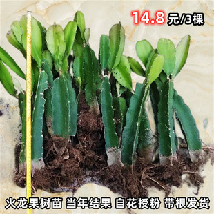 火龙果苗树红心火龙果苗燕窝南方阳台四季盆栽种植当年结果果树苗