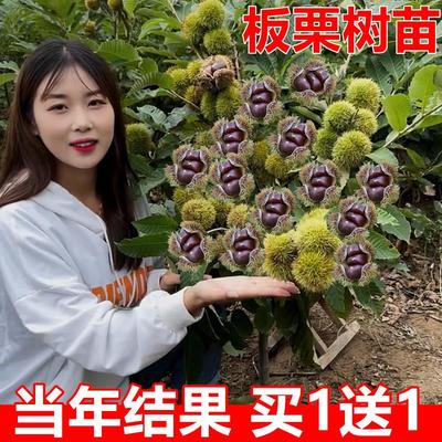 王中王大板栗苗树嫁接苗地栽南方北方种植当年结果特大板栗树果苗