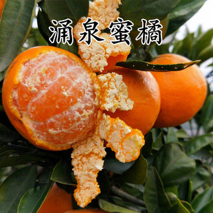 早熟无核涌泉蜜橘苗 黄岩蜜桔苗 嫁接无籽柑橘果树苗宫川蜜桔子苗