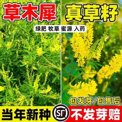 草木犀种籽黄花畜牧耐寒