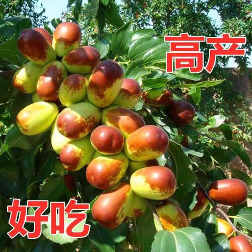 蜜妃枣苗 枣子树苗嫁接甜枣苗 蜜枣树苗当年结果盆栽地栽正