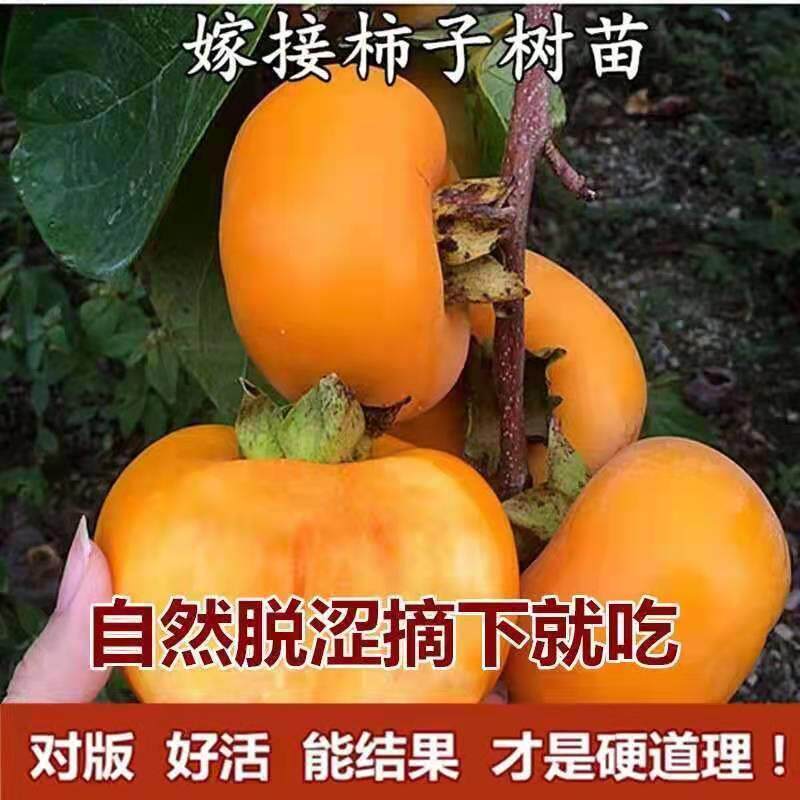 甜脆柿子树苗柿子树苗嫁接脆柿果树苗新品种红灯笼甜柿盆地栽南北