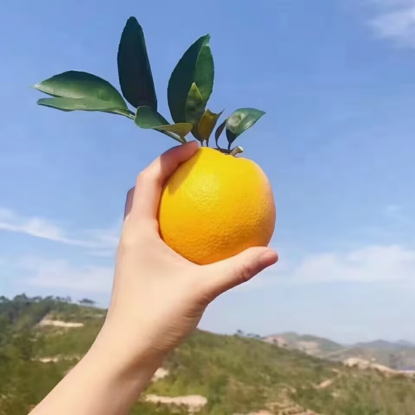 正宗江西赣南脐橙安远脐橙自家果园产地直发新鲜水果纽荷尔脐橙