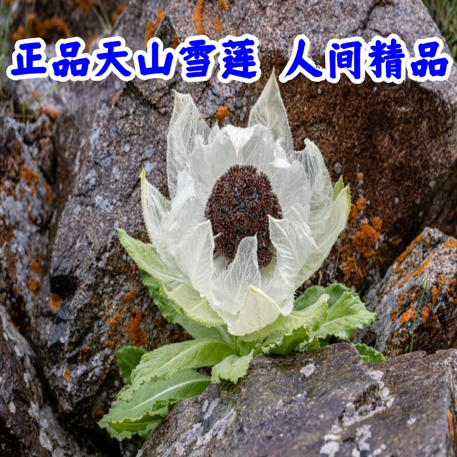 新疆天山雪莲花正宗中药材正品藏雪莲花泡水泡酒1支*1袋精品雪莲