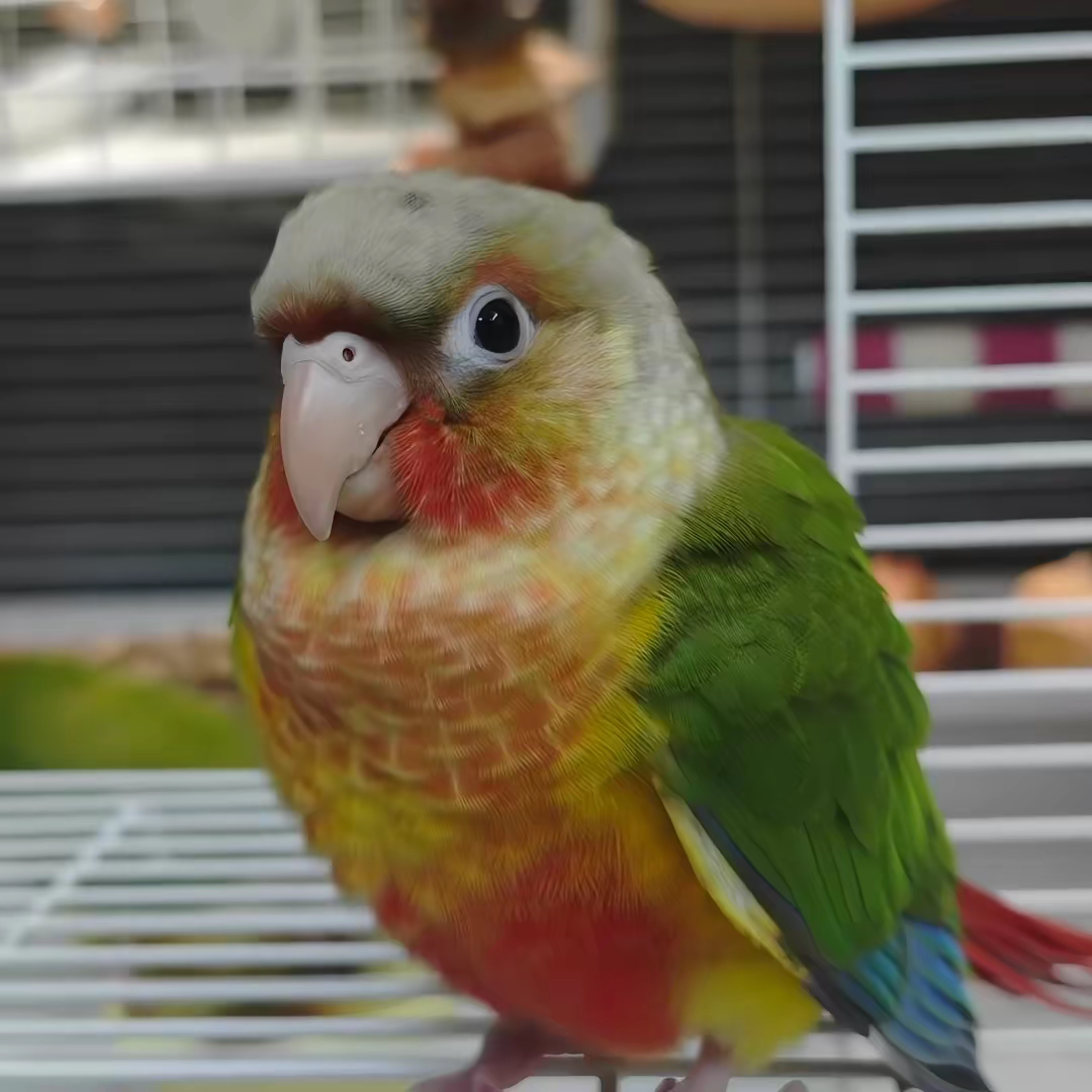手养活体小太阳鹦鹉雏鸟会学话