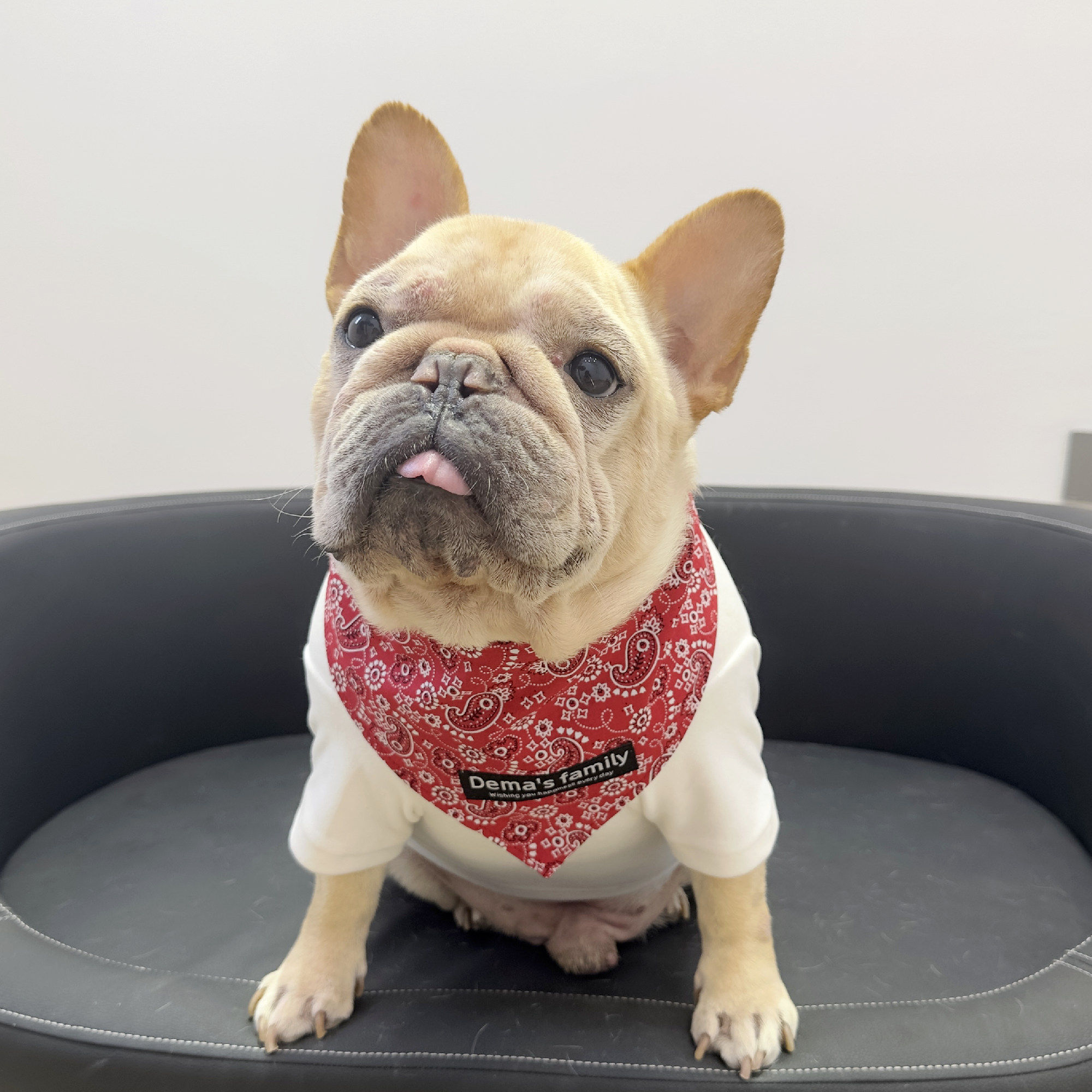 宠物狗狗网红三角巾帅气围巾拍照饰品中大型犬法斗 猫咪口水巾,宠物/宠物食品及用品,围巾/口水巾,淘宝优惠券,粉丝福利购,淘宝优惠卷