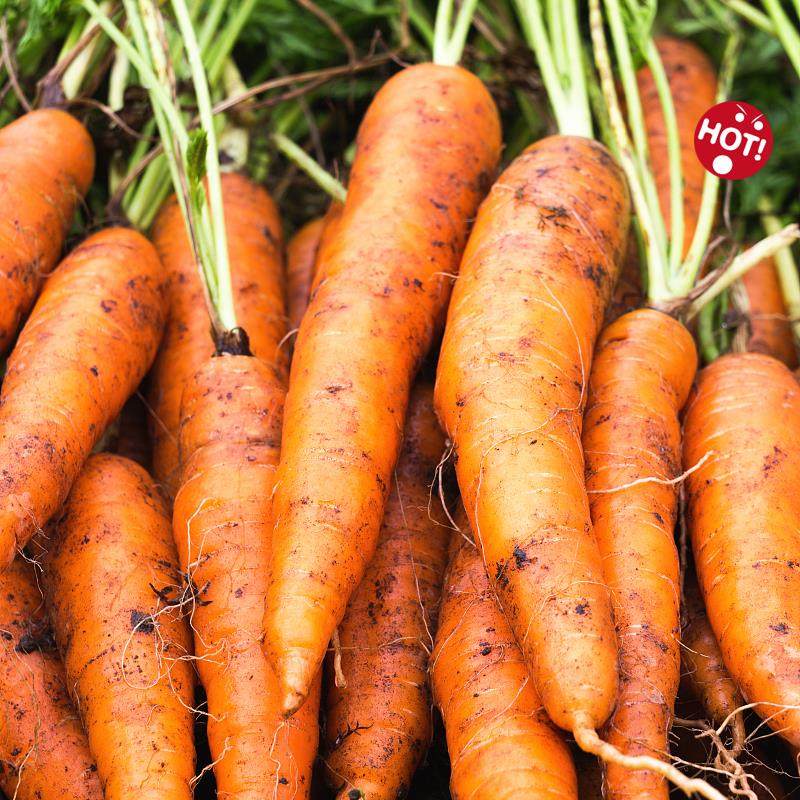 新疆特产蔬菜红萝卜农家新鲜抓饭黄色胡萝卜黄萝卜现挖非有机水果,水产肉类/新鲜蔬果/熟食,其它,淘宝优惠券,粉丝福利购,淘宝优惠卷