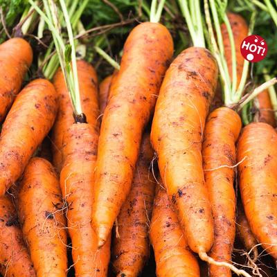 新疆特产蔬菜红萝卜农家