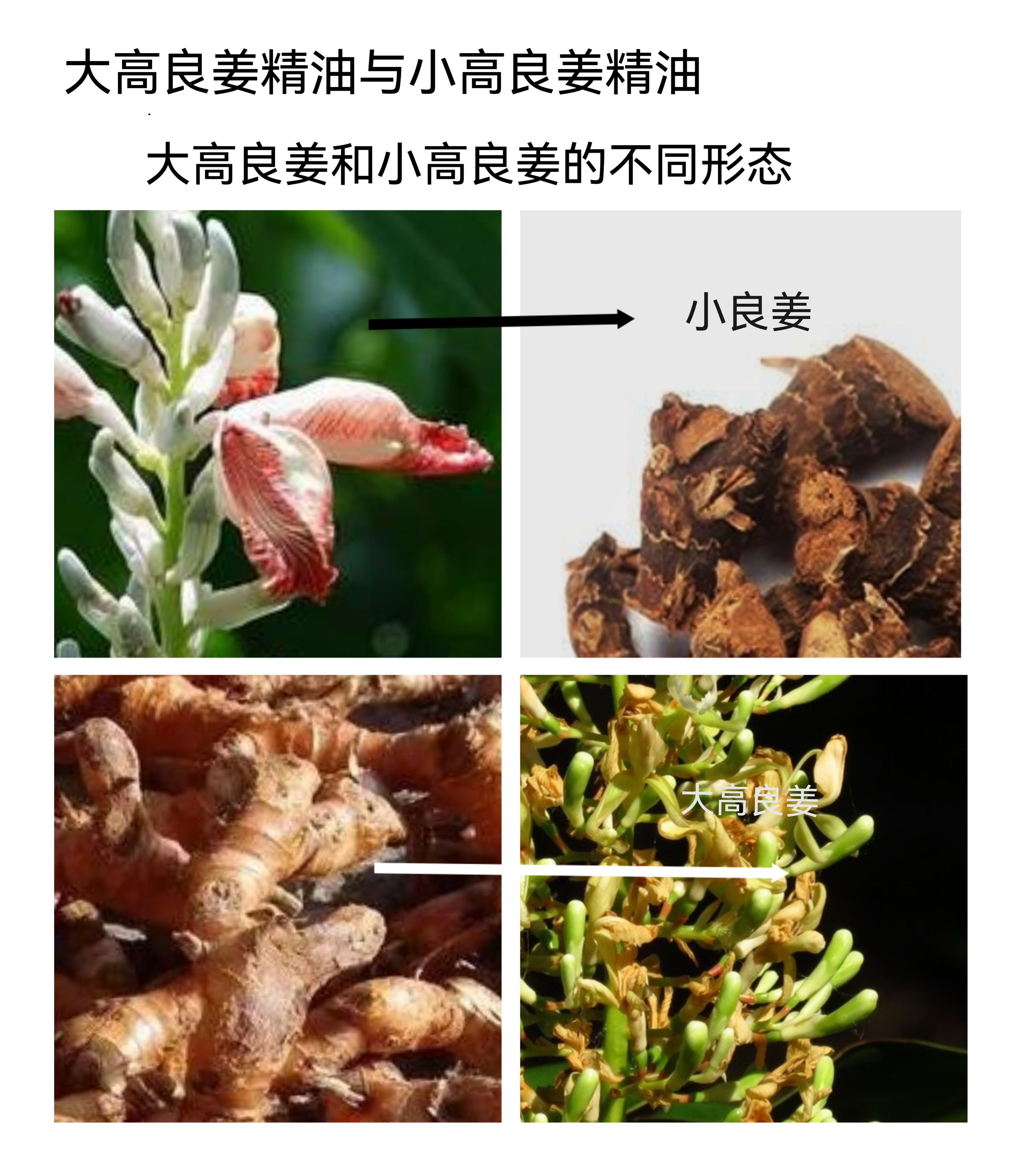 大高良姜精油红豆蔻精油小高良姜精油取根茎蒸馏印度芳觉品质原料
