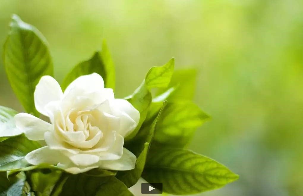 原料国产野生饱和栀子花纯露250ml39元 适合痘痘油性混合性肌肤