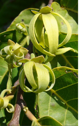 依兰依兰精油野生马达加斯伊兰香气美妙蒸馏法 芳觉原料