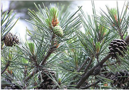 松科|檀香雪松杜松赤松芳樟花梨木冷杉木质类精油香脂类芳觉原料