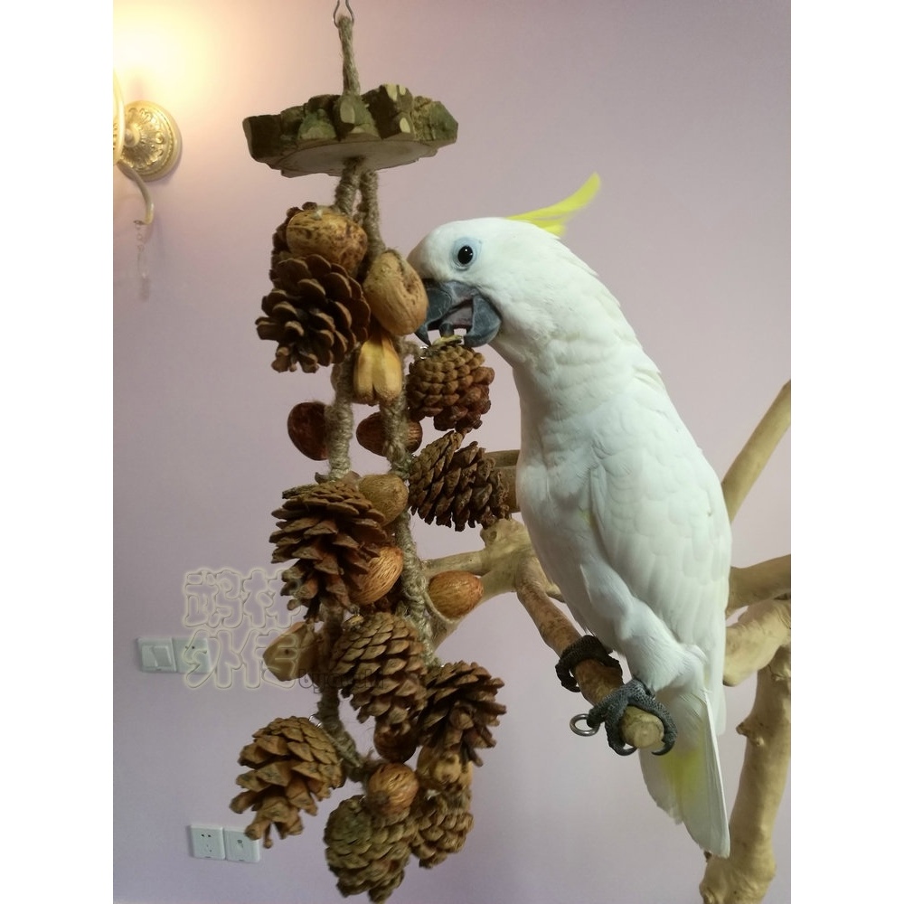 鹉林外传益智鹦鹉玩具啃咬解闷