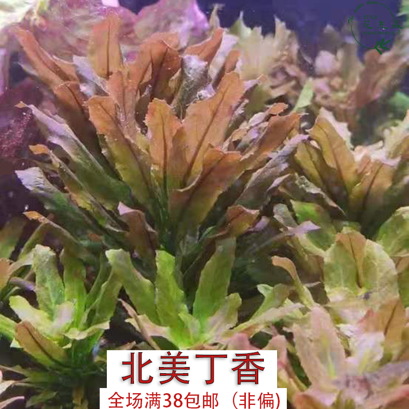 北美丁香 中 后景 阴性 阳性  水草 无螺无藻 全场满18元非偏包邮