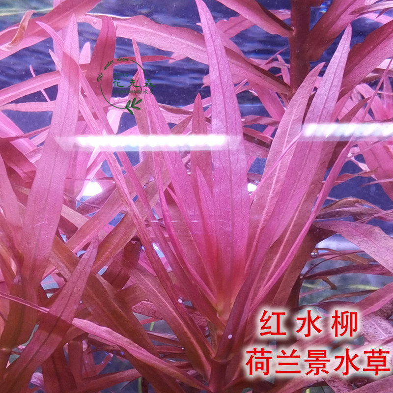 水柳水培,水培龙柳(第2页)_大山谷图库