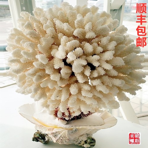 天然珊瑚树价格 天然珊瑚树图片 星期三