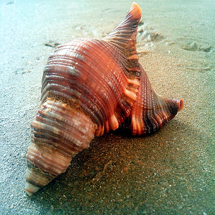 毛发螺4-6CM 天然大螺贝壳白珊瑚树枝海星婚庆布置鱼缸水族装饰