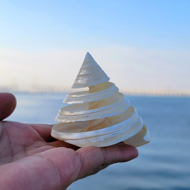 天然大贝壳海螺摆件珍珠塔螺荧光绿塔螺居家收藏工艺品鱼缸造景