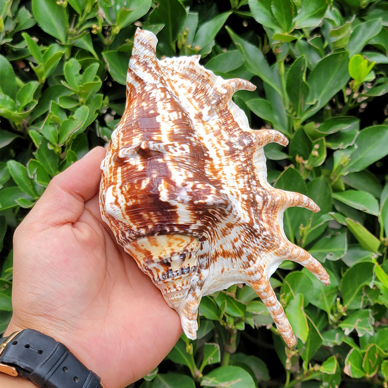 天然超大海螺贝壳七角螺水字螺六角螺鱼缸造景珊瑚摆件海洋标本