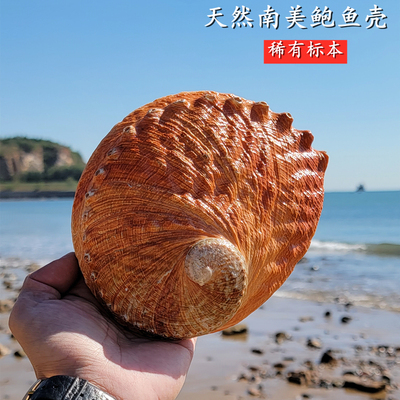 天然海螺贝壳摆件南美橙色鲍鱼壳
