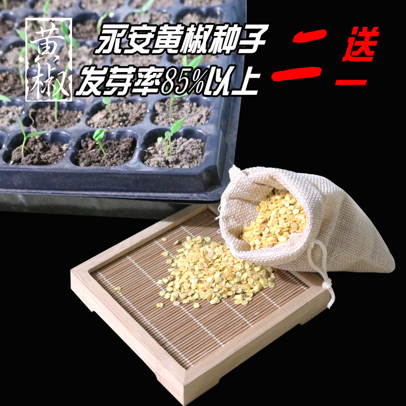 正宗永安新鲜黄椒 永安黄椒种子 子弹椒 四季盆栽