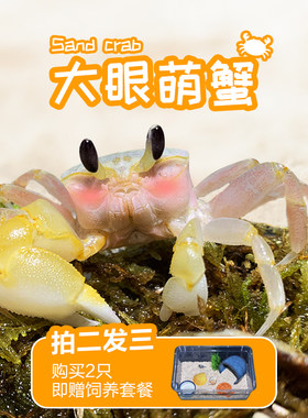 沙蟹儿童饲养蟹买2送1送饲养套餐