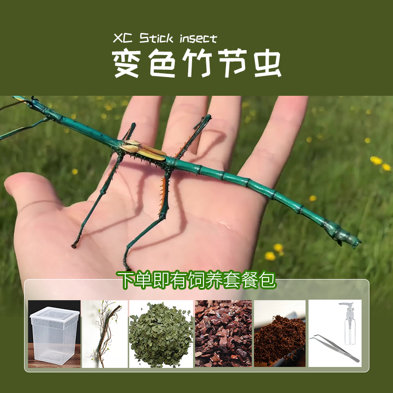 爬宠竹节虫活体昆虫易养活