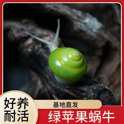 绿苹果蜗牛陆贝纹化石青山蜗牛活体儿童学生科学实验观察教学套装