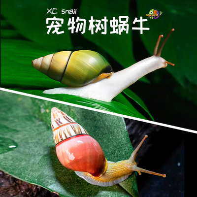 树蜗牛化石线彩条蜗牛活体儿童学生科学实验观察教学套装白玉蜗牛