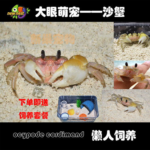 大眼呆萌中华沙蟹宠物可爱角眼蟹萌萌哒活泼懒人宠物蟹类虾鱼混养 - 封面
