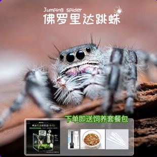 萌宠佛罗里达跳蛛桌面造景宠物白佛小朋友礼物卢卡斯微距摄影宠物