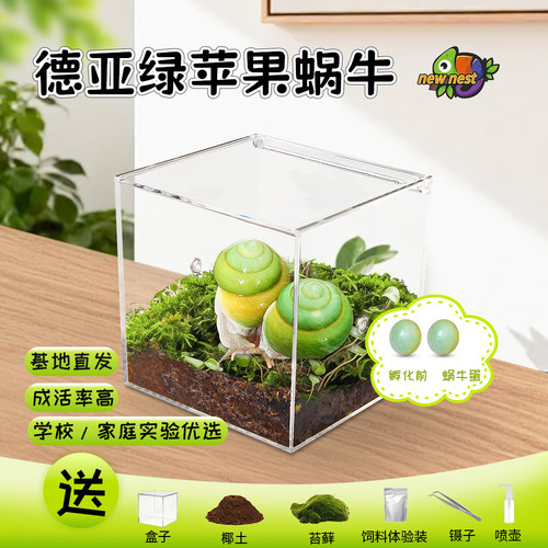 奇异宠物树蜗牛德亚奇绿苹果蜗牛卵套餐翡翠彩色蜗牛幼体蜗牛蛋