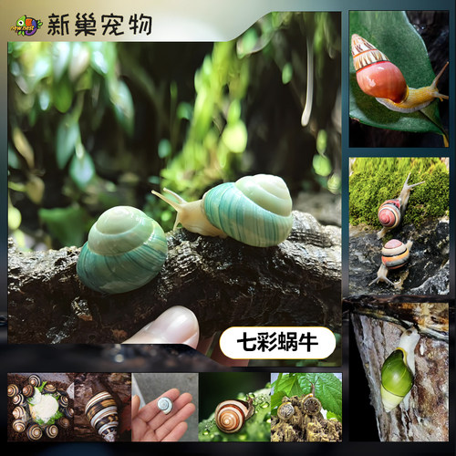 德亚奇绿苹果蜗牛宠物活体儿童学生科学实验观察教学套装七彩蜗牛