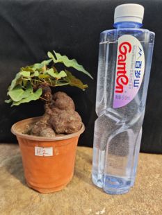 何首乌盆栽盆景小老桩块茎植物爬藤植物微型盆景药材盆景小老桩