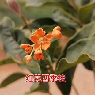 【主播补贴】原生四季桂红花天香台阁佛顶珠桂花树苗盆栽庭院种植