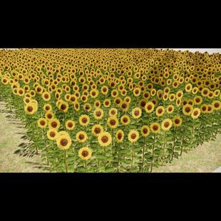 现代向日葵花田 花草 向日葵 花卉田地 向日葵花海草图大师SU模型