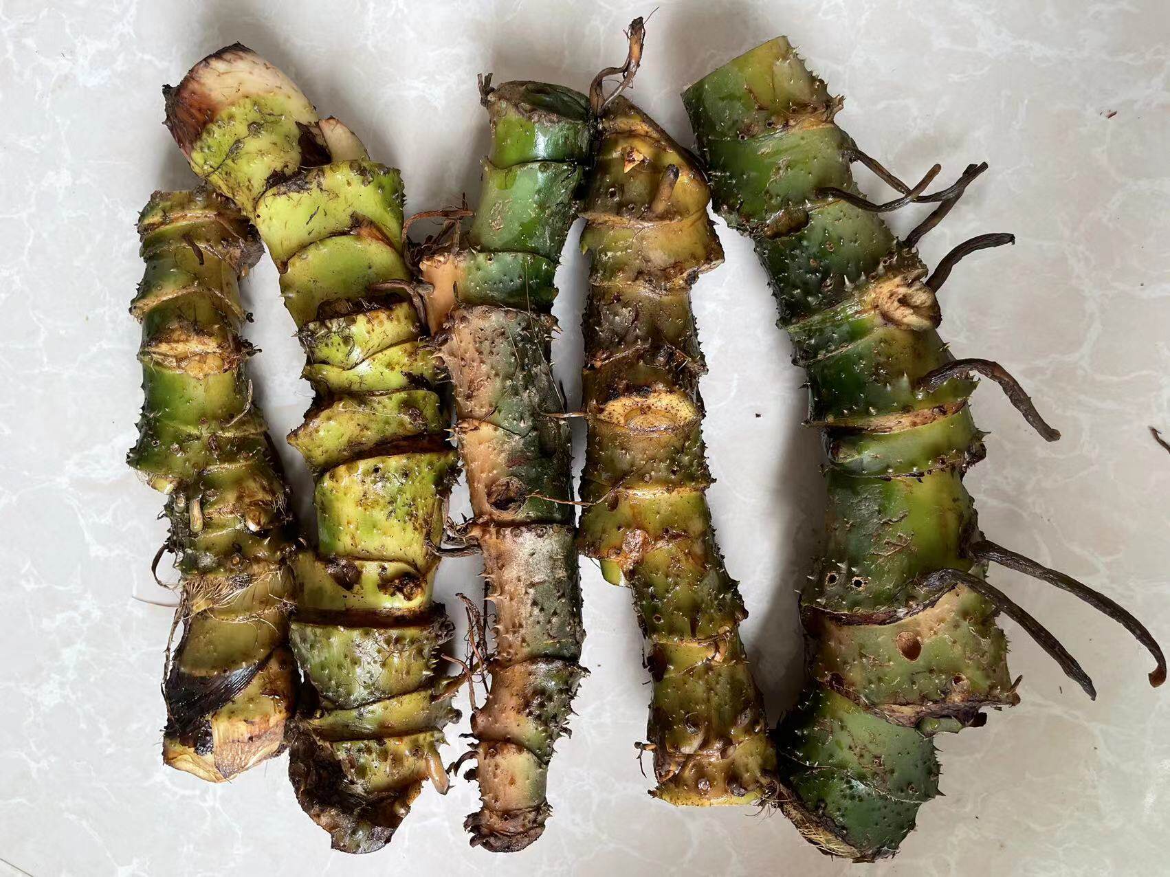 新鲜现挖野生水刺芋500g中药材水勒芋天河芋勒藕竻藕勒慈茹瘌薯菇