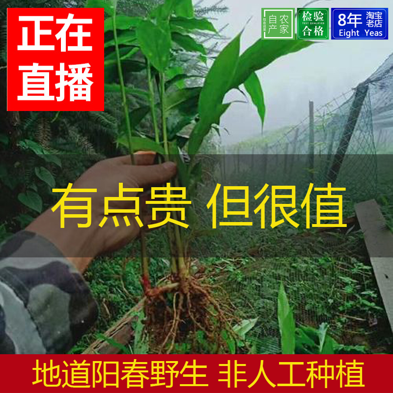 阳春砂仁树苗全株10棵带泥土新鲜生沙仁藤条根砂仁苗全株可入药 传统滋补营养品 砂仁 原图主图