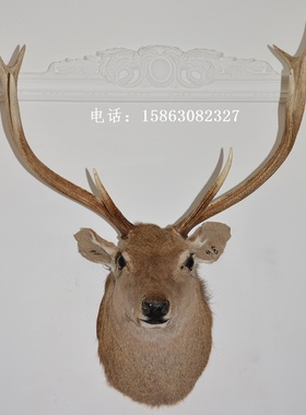 标本酒吧北欧风格生财有鹿壁饰