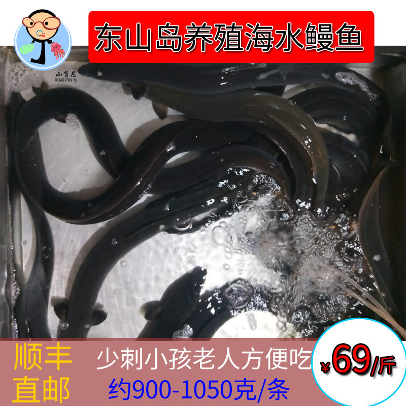 东山岛海鲜鲈鳗鱼养殖鱼淡水鳗鱼部分地区可活寄约900克