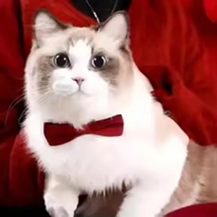 Color Bowknot Puppy Bow Adjustable Solid Chihuahua Collar