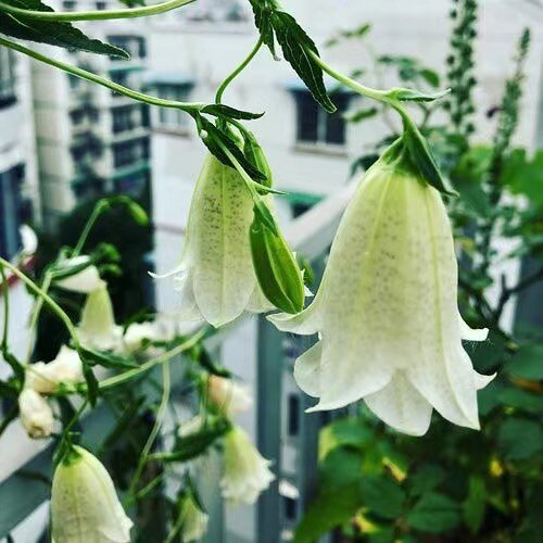 重瓣风铃草 “葵空”“婚礼钟声” 宿根多年生耐寒耐热庭院阳台