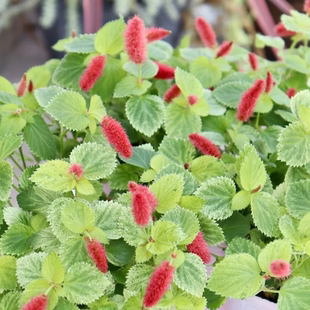 花叶猫尾红 红尾铁苋 耐热耐晒 不耐寒 两广推荐