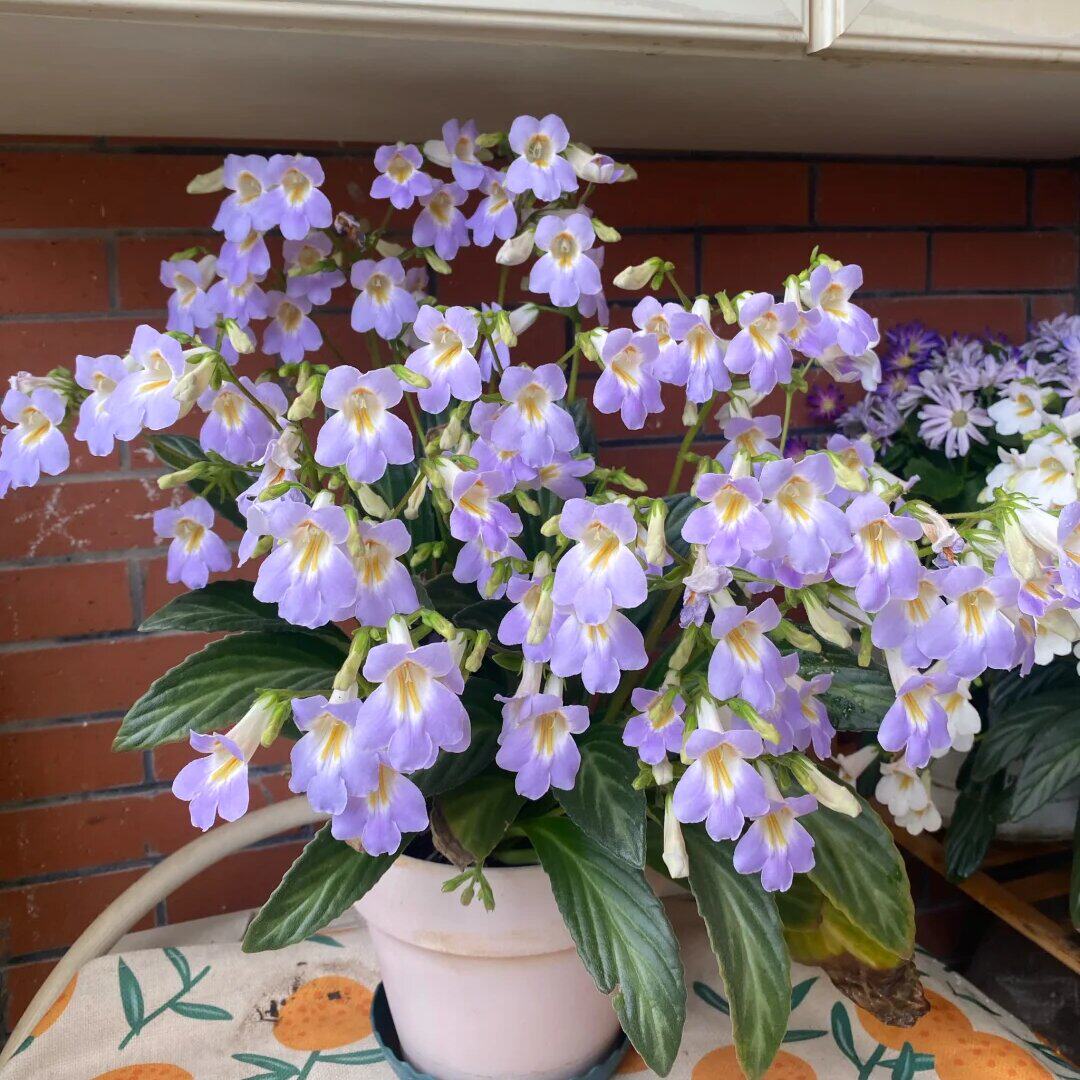 报春苦苣苔白花紫花皮草草本花卉耐阴耐热室内阳台开花植物易爆花,鲜花速递/花卉仿真/绿植园艺,时令草本花卉,淘宝优惠券,粉丝福利购,淘宝优惠卷