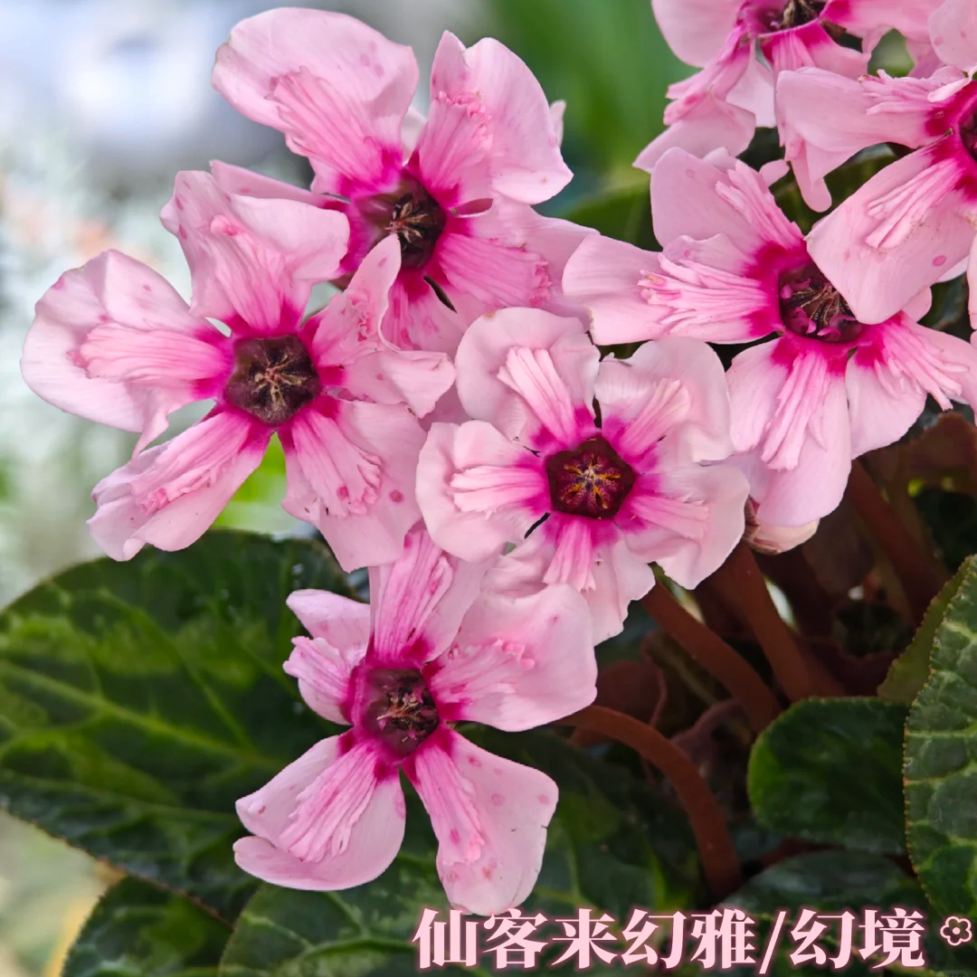 仙客来 幻雅 新品室内开花机器好养Ins风  特殊花型年宵花 花期长