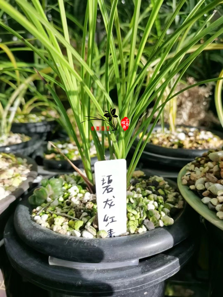 兰花标签标记牌花卉塑料插地牌