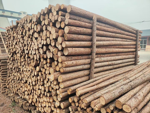 天然带皮杉木杆原木桩树枝树干装饰木杆枯树原木绿化支撑杆